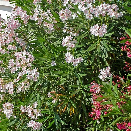 Paola Вилла Каполивери